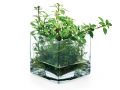Ваби-куса Wabi kusa Do!aqua Plant Glass Cube 1520