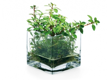 Вабі-куса Wabi kusa Do! Aqua Plant Glass Cube 1520