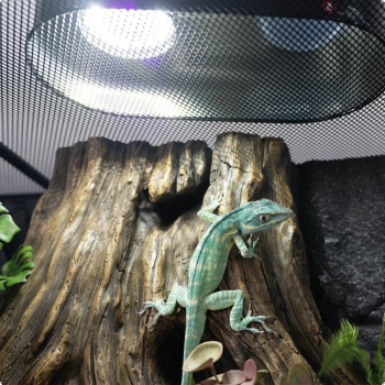 Лампа LED Repti-Zoo Desert and Tropical UVB 5.0 UVB 10.0 5W для террариумов